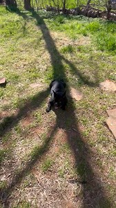 🖤🕊️ #fyp #dogs #doglover #americanbully #exoticbully #UKC Bape Blood | Designer Bully® | Tinybeefy Spancy Robinson