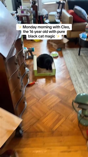 Cleo is a 16 year old squeaky black girl cat with the eyes of planets... | Joan Lambert