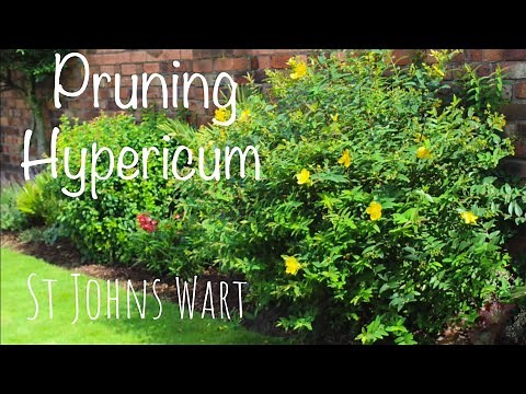 Pruning Hypericum Hidcote shrub St Johns Wart cutting back UK how to