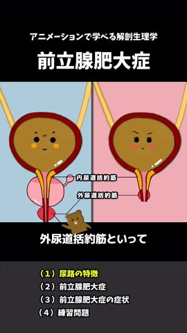前立腺肥大症についての解説と学習法
