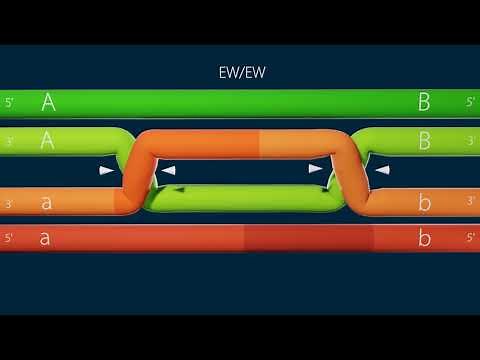 homologous recombination/holliday junction resolution