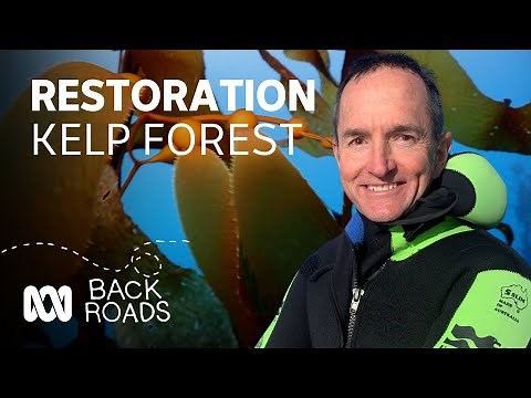 The fight to save Australia's endangered giant kelp forests | Back Roads | ABC Australia