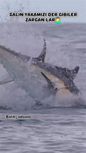 😱Bu aralar Her canlı Zarganın peşinde Sanırım🎣 #samsun #balık_adaam #fyp #balıkavı #olta #reals #oltabalıkçılığı #balik #kesfet #balık #zargan #zarganaavı #peşinde #takip #spin #orkinos #fishfry #fish #mizah #fishing | Muharrem Gunel