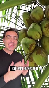 Few people know that using coconut shells to purify water is a...