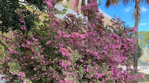 Want to add some color to your spring yard? These 7 flowering trees will do the trick