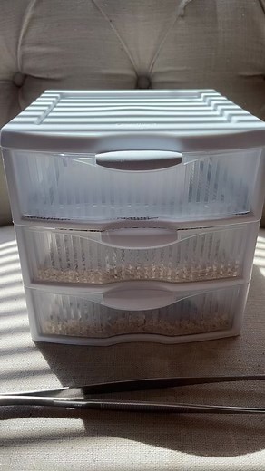DIY Mealworm Farm: How to Create Your Own Beetle Feeders