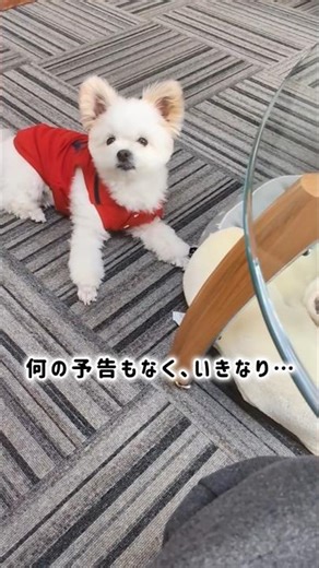 いきなりのバーン！に戸惑いながらも反応するりおん…(笑)#シーポメ#バーン！#shorts