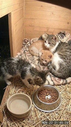 He only wanted a dry place to sleep #adoptstrays #cat #catrescue #straycat #kitten