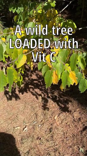 There are two studies which provide details for the vitamin C content of Diospyros virginiana (American Persimmon). The first is quite old (1942) and claims numbers ranging from 2500-3300mg/100g of vitamin c in fresh leaves. For comparison, rose hips are found to contain ~430mg/100g, so the persimmon leaves are extremely high in vitamin c content comparatively!⁠ ⁠ Another study on Diospyros kaki (Japanses Persimmon) which is much more recent (2008) found content ranging from 567-979mg/100g which