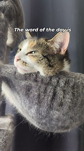 5.8K reactions · 1.6K shares | Cuddling Crew on Reels | Facebook