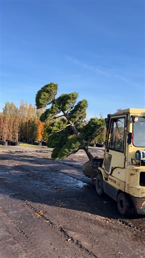 1.1K views · 282 reactions | #bigbonsai #garden #bonsai #ogród #bonsaipark #pinus #greengarden #inspiration #design #home #newhome | Bonsai Park | Facebook