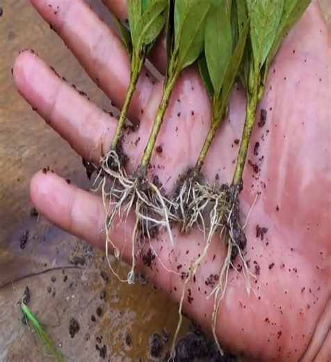 How to grow azalea plant from cuttings in simple way with updates. | TVreelplay