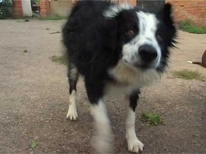 Border Collies Amazing Dogs Play in Water Sheepdog Cute Puppy splashing wet DVD Movie Trailer
