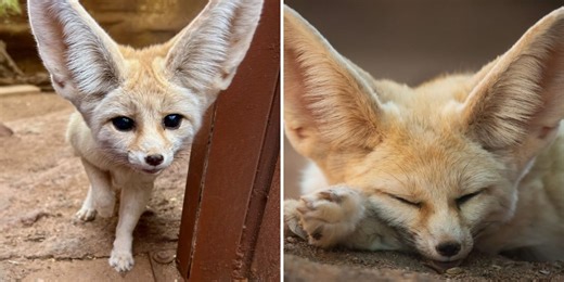 Phoenix Zoo mourns death of beloved fennec fox