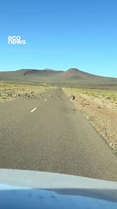 Fueron vistos en Neuquén 🌄 🪿 Un choique fue avistado mientras protegía y guiaba a decenas de pichones sobre la ruta, en la naturaleza patagónica. 🇦🇷 El choique o suri es una subespecie de ñandú típica de la Patagonia argentina y chilena, que se mueve en grupos de entre 5 y 30 individuos. 🪺 Cuando los pichones de choique, también conocidos como charitos, abandonan el nido, quedan a cuidado del macho. Además, pueden sumarse pichones de otras nidadas, tal como detalla la Guía de Aves de Argent
