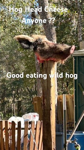 Good eating Florida boar hog#viral #trending #short #hunting #wildpig #airgunhunting