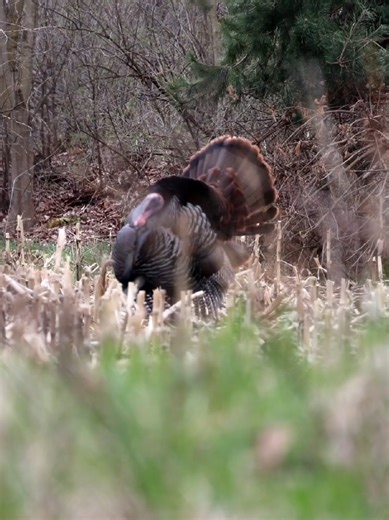 And I can’t wait #hunting #fypシ #viral #outdoors #cameronpierceoutdoors