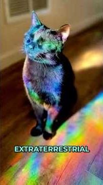Cats: Secret Extraterrestrial Probes and Interdimensional Eyes #shorts