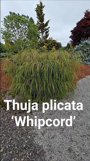 Thuja plicata ‘Whipcord’ #gardening #conifer #dwarfconifers #landscaping #gardendesign #oregon