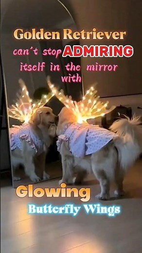 This Dog loves its Butterfly wings can't get over its reflection on the mirror