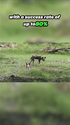 Top Ten Animals of the African Savannah: Efficient Hunters