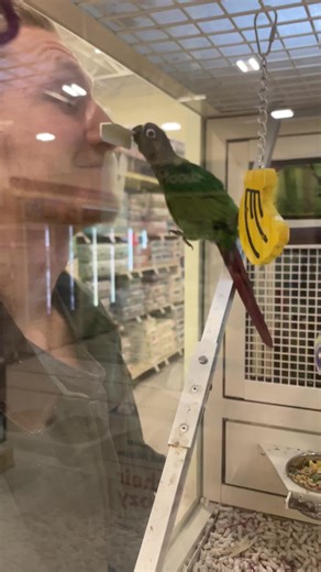 Friendship with Verde the Bird at Petsmart