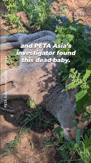 Investigation into "ethical" wool exposes DISTURBING abuse
