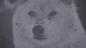 149K views · 2.9K reactions | For those waiting for new Wardruna music... Watch on YouTube: https://youtu.be/3Ya8zJPNvi0 Watch on Vimeo: https://vimeo.com/165327311 | Wardruna | Facebook