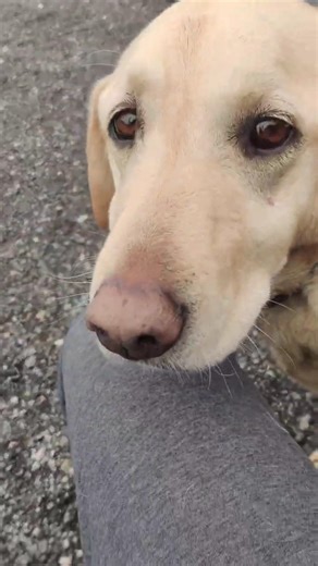 Labrador retriever and Border Collie 🐕| Pets in Canada || Dogs in Canada 🇨🇦