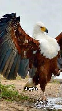 Meet Africa's Most Iconic Bird of Prey!