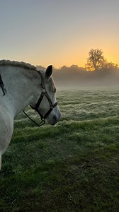 3.5K views · 448 reactions | Départ au boulot 朗 #horse #horses #horselove #chevalpassion #cheval #chevaux #chevauxdetrait #chevaldetrait #percheron #horselover #galop #freehorse #nature #ilovemyhorse #whitehorse #runninghorse | Cheval des Vignes | Facebook