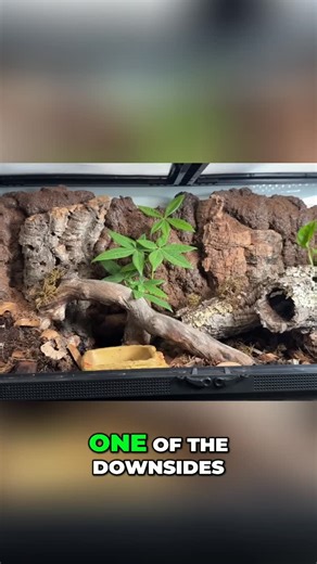 @fishtaletv_clips69420 on Instagram: "Ball pythons love the night! But a tank design fail makes access tricky. Time for a DIY fix to make snake care easier. #BallPython #SnakeCare #ReptileLife #NocturnalAnimals #DIYProjects #ReptileKeeper"