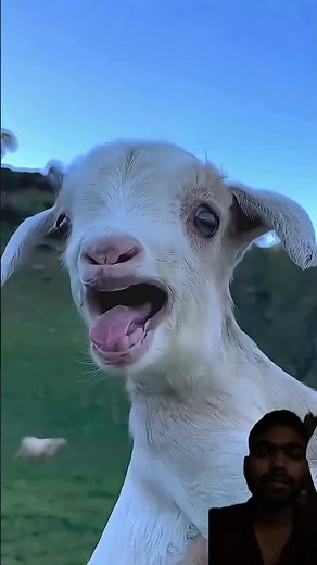 #goat #farmanimalct