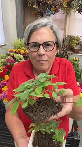 1.4K views · 115 reactions | Start seeds anywhere in your home with soil blocking! In a 12” x 24” spot you can start and grow up 160 plants! All in my shop: Soil blocker tools Soil Blocker Kits & Sets Grow lights, heat mats, & supplies ”Seed Starting Made Easy” course Seeds Garden Products* Online Courses* Shop our website OR inside our free phone app! While supplies last! #gardenersworkshopfarm #seedstarting | The Gardener's Workshop | Facebook