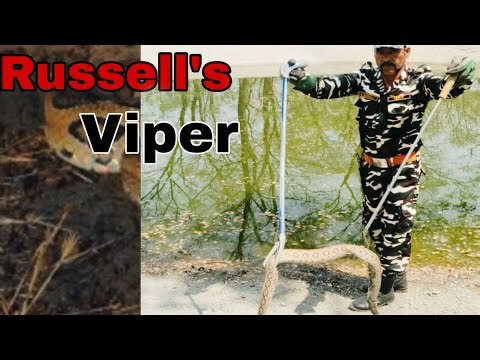 Russell's Viper rescue ,deadliest snake#snakerescue#dangerous