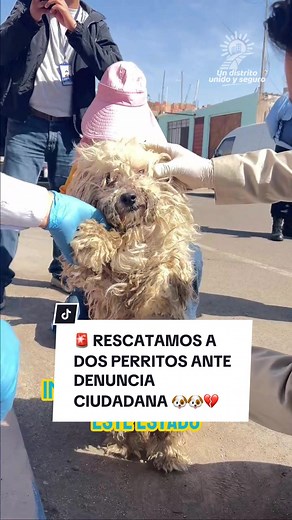 #MCGALInforma 🩷🐕🐶🐾 MUNICIPIO ALBARRACINO RESCATA A DOS CANES EN ESTADO CRÍTICO. . . . #MCGALInforma #UnDistritoUnidoYSeguro #gregorioalbarracintacna #gregorioalbarracinlanchipa #gregorioalbarracinlanchipa🇵🇪 #tacna_peru🇵🇪 #tiktokinforma #tacnaciudadheroica #noticiasperu #noticiasen1minuto