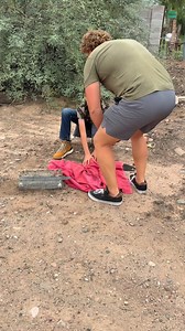 Keeping traditional falconry alive. Catching a passage (young) bird in order to train it for falconry, to hunt, to bond with the handler. How many of you have always wanted to practice falconry? | Desert Kings Falconry