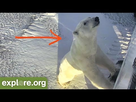 GIANT POLAR BEAR Checks Out Tundra Buggy