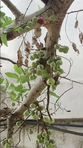 Aggregate Fruit Type