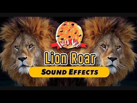 Lion Roars Sound Effect | 《獅子吼叫合集》叫聲 動物 音效 (High Quality)