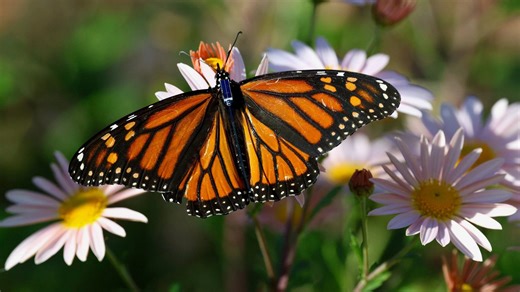 Scientists track monarch butterflies with tiny radio tags