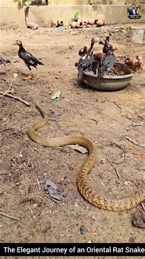 The Elegant Journey of an Oriental Rat Snake #snake #wildliferescue #wildlifeentertainment #wildlife