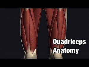 Anatomy and function of quadriceps