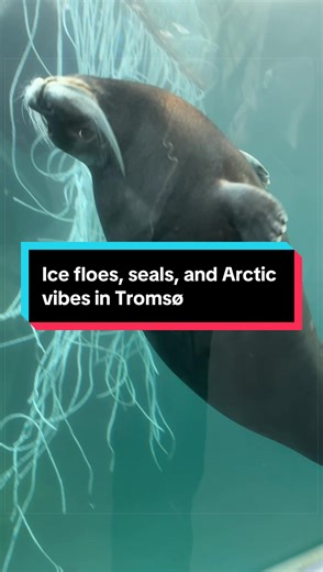 We did a lot today, including a visit to Polaria, the world’s northernmost aquarium! Here you can see me making an ice floe. The seals are so well taken care of and swim in real seawater from the ocean. Their new seal pool, completed in 2025, holds one million liters of water, three times the old one, with natural daylight, an outdoor pool area, and dedicated veterinary facilities. Polaria is actually a non-profit foundation, meaning all revenue goes back into animal welfare, Arctic research, an