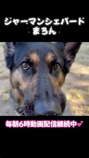 【ジャーマンシェパード】 #ジャーマンシェパード #大型犬のいる生活 #germanshepheard #癒し