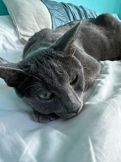 Big cat yawn 😹 #cats #funny #goodmorning | Whole Bunch of Cats