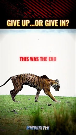 A Dying Tigress vs Crocodile… Final Moments 🐯💀