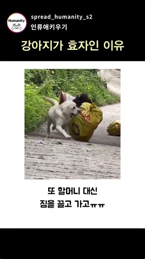 강아지가 효자인 이유