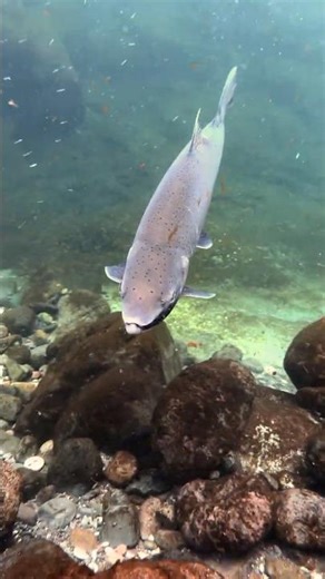 Incredible Underwater Footage of a Wild Steelhead in the PNW! #Shorts #oregon #steelhead #fishing