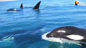 3.8M views · 75K reactions | The most epic whale encounters  | The Dodo | Facebook